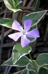 vinca-major-variegata_tarka-nagy-meteng