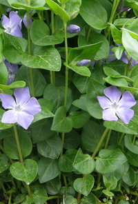 vinca-major_nagy-meteng