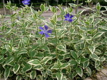 vinca-major_variegata