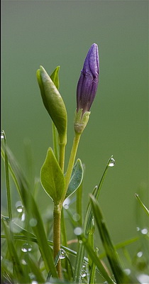 vinca-minor-kis-meteng-viragbimbo