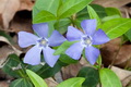 vinca-minor_kis-telizold-meteng