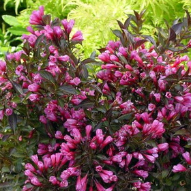 weigela-florida-alexandra-bordo-levelu-rozsalonc