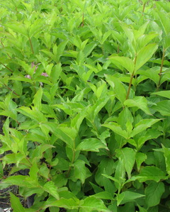 weigela-florida_kinai-rozsalonc