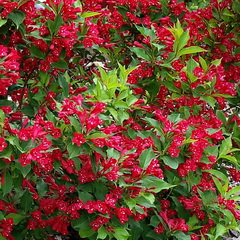 weigela-hybrida-brhabitus