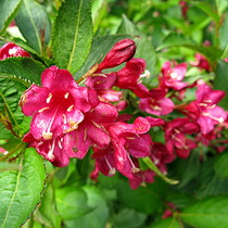 weigela-hybrida-eva-rathke-rozsalonc