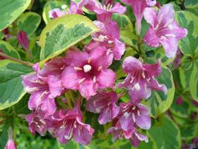 weigela-hybrida-variegata-rozsalonc