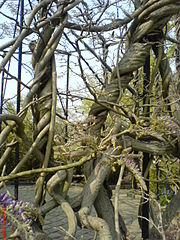 wisteria-sinensis_lilaakac