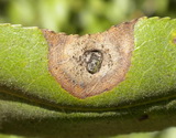 Alternaria alternaria-sp