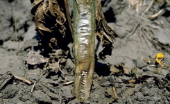 fertozo-elszaradas_verticillium-dahliae