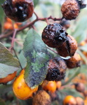 gombas-fekete-foltosodas_spelocaea-pyracanthae