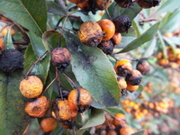 gombas-fekete-foltosodas_spelocaea-pyracanthae
