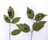 Csúnya, barnás foltok (Marssonina clematidis) marssonina-clematidis