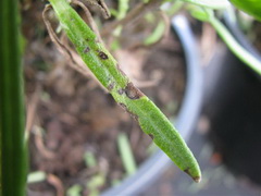 phoma-lavendulae_fomas-levendula