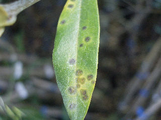 spilocaea-oleagina-leaf