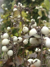 Fertőzött hóbogyó symphoricarpos-albus_hobogyo-betegsege-liszharmat