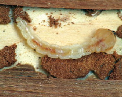 boroka-tarkadiszbogar-larvaja_lamprodila-festiva
