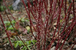 Pajzstetűvel fertőzött fehér som cornus-alba-pajzstetves