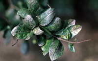 dendrothrips-ornatus_fagyaltripsz