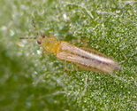 dendrothrips-ornatus_fagyaltripsz