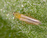 Fagyaltripsz dendrothrips-ornatus_fagyaltripsz