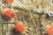 Galagonya-takácsatka galagony-takacsatka__tetranychus-viennensis
