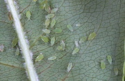 Galagonya-levéltetű inváziója galagonya-leveltetu__rhopalosiphum-insertum