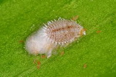 gyapjastetu_pseudococcoidae