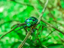 Boroka-tarkadiszbogar akcióban lamprodila-festiva-beetle