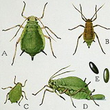 leveltetu_aphis-pomi