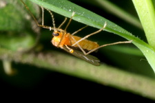 Kifejlett buxuszlégy monarthropalpus-buxi_buxuslegy