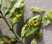 monarthropalpus-buxi_buxuslegy-larvai