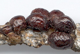 pajzstetu-kolonia