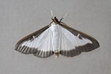 puszpangmoly-cydalima-perspectalis