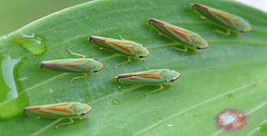 rododendron-kaboca_graphocephala-fennahi